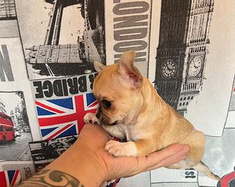 Chihuahua Maschio, dimensione Toy