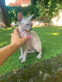 Gattina Sphynx