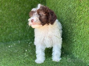 Lagotto romagnolo