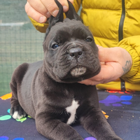 Cuccioli Cane Corso