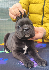 Cuccioli Cane Corso