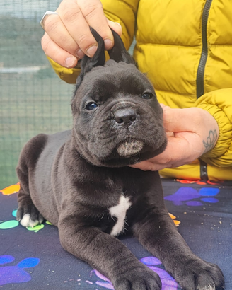 Cuccioli Cane Corso