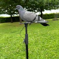 Piccioni già addestrati su rullo