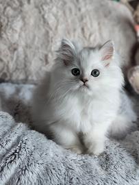Gatti persiani