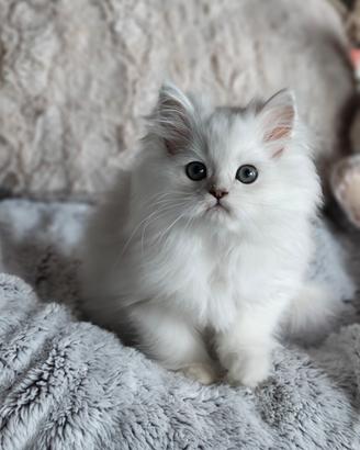 Gatti persiani