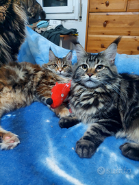 Cuccioli Maine Coon