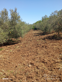 2200mq terreno pianeggiante con 60 piante di ulivi