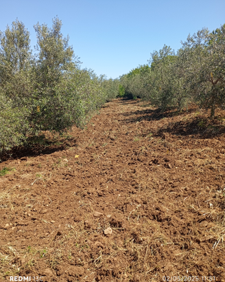 2200mq terreno pianeggiante con 60 piante di ulivi