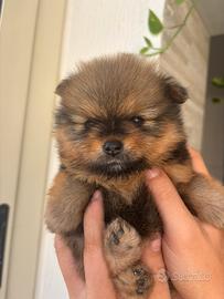 Cuccioli di Spitz di Pomerania