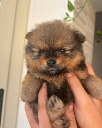 Cuccioli di Spitz di Pomerania