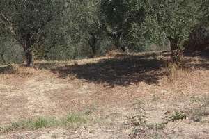 Vendita terreno agricolo
