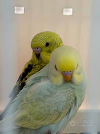 Cocorite Raimbow ala nera