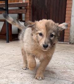 Cuccioli cane da pastore della Lessinia