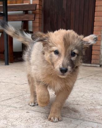 Cuccioli cane da pastore della Lessinia