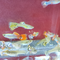 Guppy ,lebistes ,pesce milione ecc