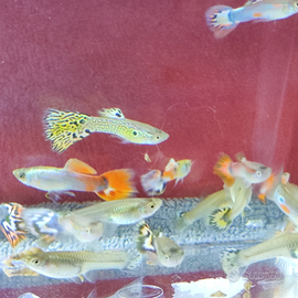 Guppy ,lebistes ,pesce milione ecc