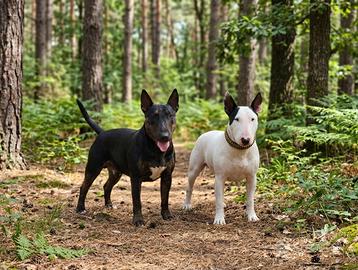 Bull terrier standard