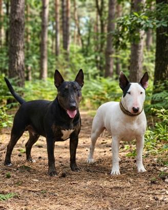 Bull terrier standard