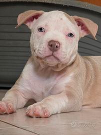 Femmina bully pocket