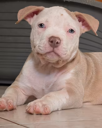 Femmina bully pocket