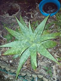 Piante Aloe Saponaria