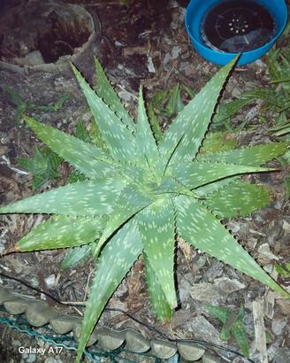 Piante Aloe Saponaria