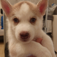 Disponibile cucciolo siberan husky femmina