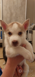 Disponibile cucciolo siberan husky femmina