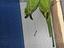 Immagine 2