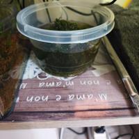 Muschio per Acquario