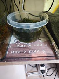 Muschio per Acquario