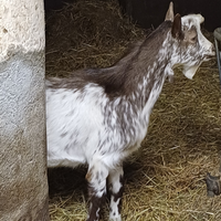 Caprette Roccaverano, Becco Fiurina'