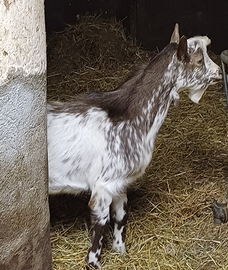Caprette Roccaverano, Becco Fiurina'