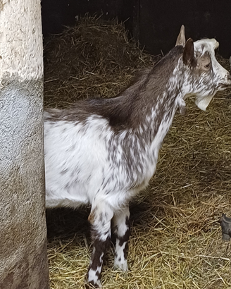 Caprette Roccaverano, Becco Fiurina'