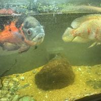 Astronotus occellatus +acquario