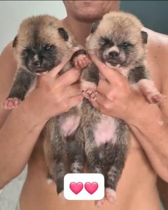 Cuccioli di Akita Lombardia