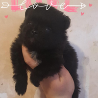 Spitz pomerania nani