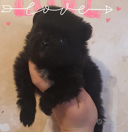 Spitz pomerania nani