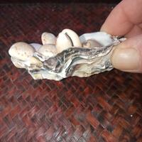 conchiglie da collezione 