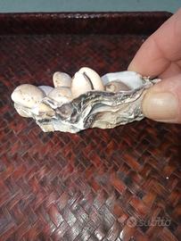 conchiglie da collezione 