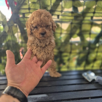 Barboncino minitoy albicocca