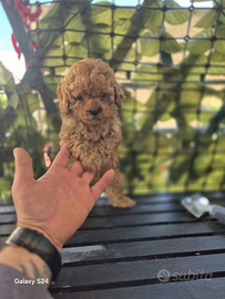 Barboncino minitoy albicocca