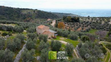 Terreno 1 HA con casale e uliveto | TR482