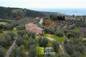 Terreno 1 HA con casale e uliveto | TR482