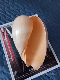 grande conchiglia naturale 