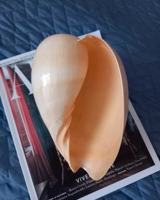 grande conchiglia naturale 