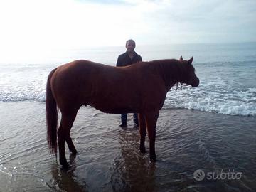 Quarter horses