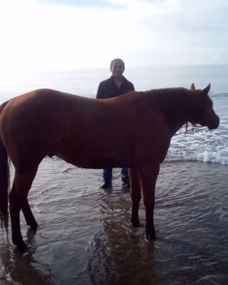 Quarter horses