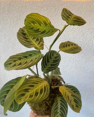 Kokedama Maranta lemon lime