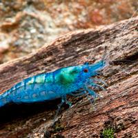 Gamberetti nani per acquario caridine neocaridine